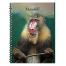 Sök efter mandrill Prima