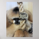 Sök efter gibbon Gibbor