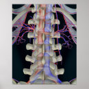 Sök efter inre organ konst Människor