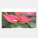 Sök efter anthurium klistermärken Blomma