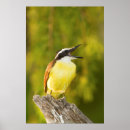 Sök efter fåglar av en fjäder posters Fågel