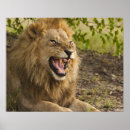 Sök efter okavango posters Vilda djur