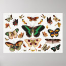 Sök efter schmetterling Mariposa