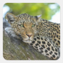 Sök efter leopard hobbymaterial Afrika