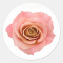 Sök efter rosa persika fotografi Blomma