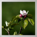 Sök efter äppleblommar Människor (allmänt)