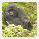 Sök efter gorilla klistermärken Rwanda