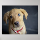 Sök efter puppy posters Sällskapsdjur