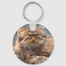 Sök efter pallas katt Natur