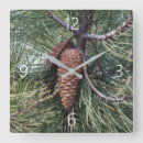 Sök efter grästräd Pinecone