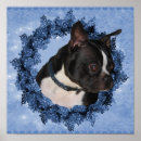 Sök efter boston terrier fotografi Hund