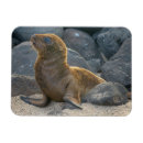 Sök efter galapagos magneter Strand