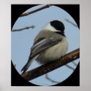 Sök efter capped chickadee Songbird