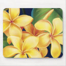 Sök efter plumeria musmattor Blommor