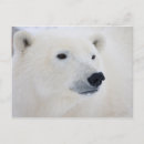 Sök efter manitoba vykort arktisk