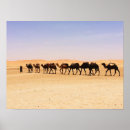 Sök efter camel posters Sahara
