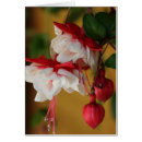 Sök efter fuchsia fotokort Blommor