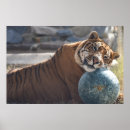 Sök efter ligor posters För alla