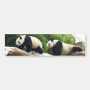 Sök efter panda bildekaler Natur