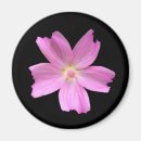 Sök efter musk Rosa