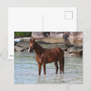 Sök efter arabisk hingst vykort Ras