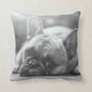 Sök efter fransk bulldogg heminredning Bulldoggar