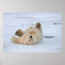 Sök efter ursus Alaska