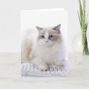 Sök efter katten kort Kattfotografi