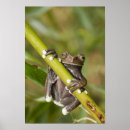 Sök efter frog posters Natur