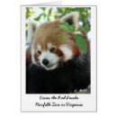 Sök efter zoo fotografi Panda
