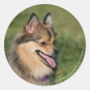 Sök efter flåsa Hund