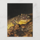 Sök efter reptil fotografi Gult