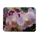 Sök efter rosa orchid magneter Orkidéer