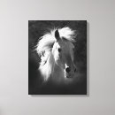 Sök efter bilder fotografi Häst