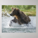 Sök efter katmai posters Grizzly