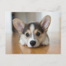 Sök efter corgi vykort Drottningens hund