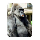 Sök efter gorilla magneter Djur