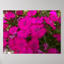 Sök efter flowers fotografi Blommor