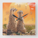 Sök efter meerkats Afrika