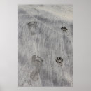 Sök efter tass avtryck i sanden Strand