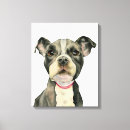 Sök efter husdjur porträtt Söt