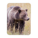 Sök efter grizzly magneter Gräs