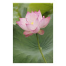 Sök efter kina posters Lotus