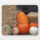Sök efter katt och pumpa För alla