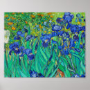Sök efter iris posters Vincent