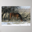 Sök efter mustang posters Vild