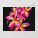 Sök efter rosa plumeria vykort Blommigt
