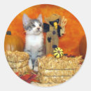 Sök efter fest halloween fotografi Katt