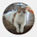 Sök efter rambo Katt