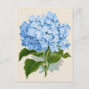 Sök efter botaniska tryck vykort Blomma